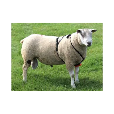 Çiftlesme Kemeri Boya Tutucu - Boya hediyeli - Hemen Satin Al! | Modern Çiftlik