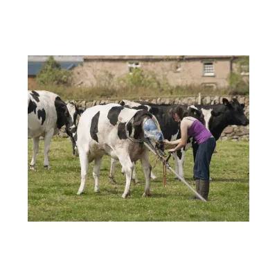 57 cm HK 2020 Cattle Cradle