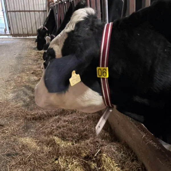 Animal Collar and Numbering Laser Printed