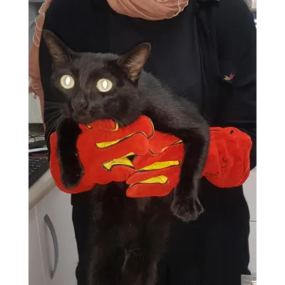 Kedi Yakalama Eldiveni 40 cm - Güçlü Koruma, Kolay Müdahale | Modern Çiftlik