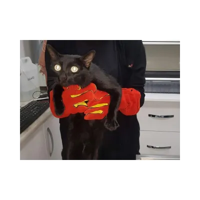 Bite and Scratch Prevention Gloves