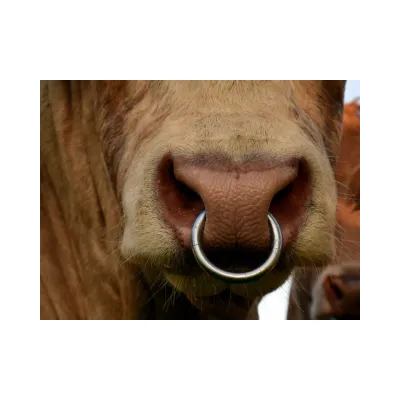 Burun Halkasi Nikel 53-55 MM - Hemen Satin Al! | Modern Çiftlik