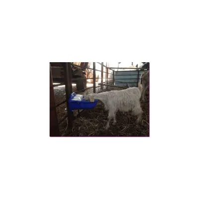 Automatic goat watering trough, automatic drinking system for goats.