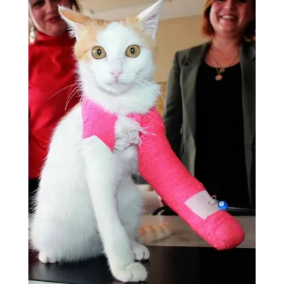 Yapiskanli Bandaj 10 cm x 4.5 M Beyaz - Hemen Satin Al! | Modern Çiftlik