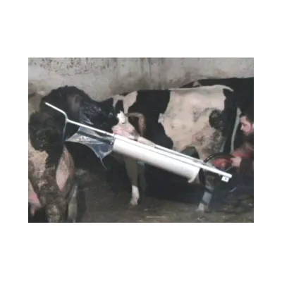 Buzov Daşınması və Doğuş Arabası
