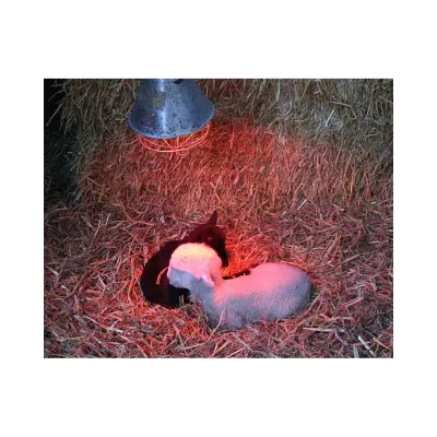 Pet Heater Infrared Bulb