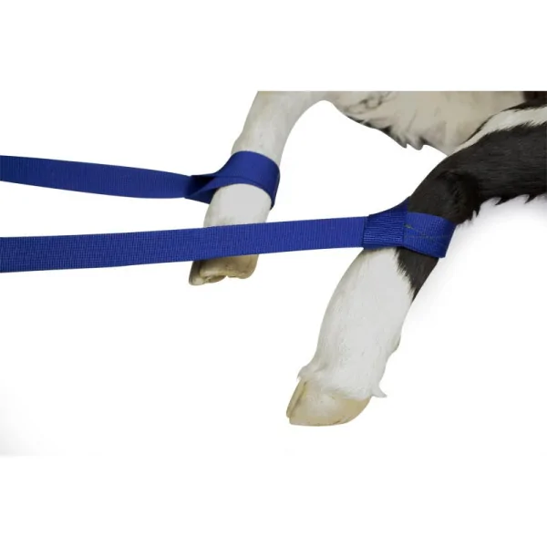 Kalb Geburtsgeschirr 85 cm