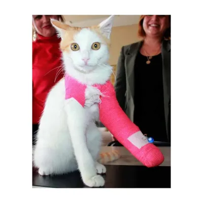 Colorful elastic self-adhesive bandage, 10 cm x 4.5 M supply roll.