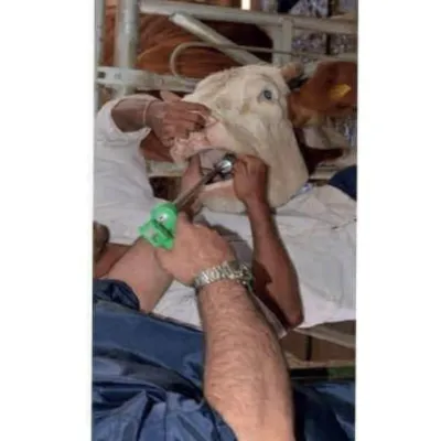 Mal-qara Bolusu və Qəfəs Maqnit İmplantasiya Prob Metalı – Farmena