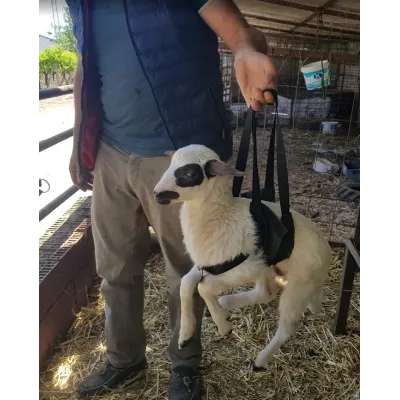 Small Livestock Sail Weighing Sling Set