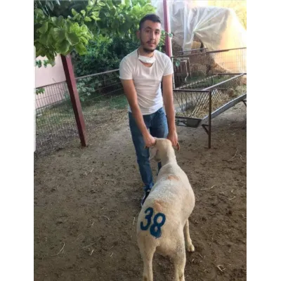 Ahsap Sapli Hayvan Numara Isaretleme Koyun Damga Seti - Hemen Satin Al! | Modern Çiftlik