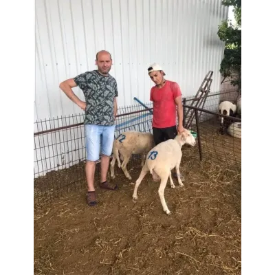 Ferma avadanlığı, xırdabuynuzlu heyvanların nömrə möhürü dəsti, taxta saplı, 12 sm.