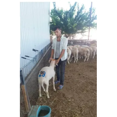  Koyun keçi takibi için ahşap saplı küçükbaş numara damga seti 12 cm