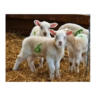 Top Marker Hayvan Isaretleme Kalemi Mor - Hemen Satin Al! | Modern Çiftlik