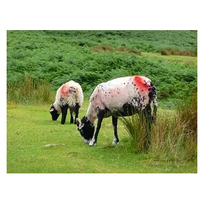 Top Marker Hayvan Isaretleme Kalemi Mor - Hemen Satin Al! | Modern Çiftlik