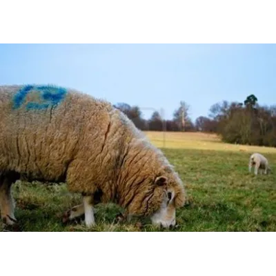 Top Marker Hayvan Isaretleme Kalemi Mor - Hemen Satin Al! | Modern Çiftlik