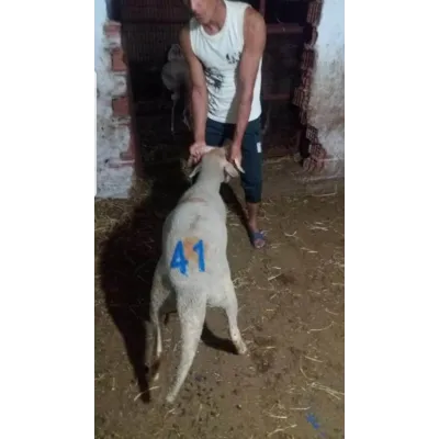 Küçükbaş Numaratör  Palaska model Kemeri 60 cm Küpeler ve işaretleme Ekipmanları Farmena satın al