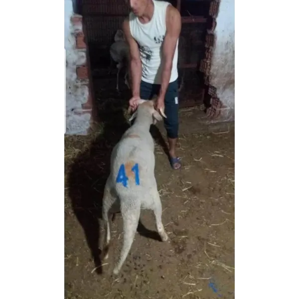 Taxta Dəstəkli Qoyun Nömrələmə Möhürü Dəsti, 12 sm (Ulduz və Aypara Dizaynı)