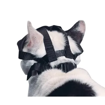 Buster ağızlık ile köpek ve kedilerde güvenli muayene ve tedavi desteği