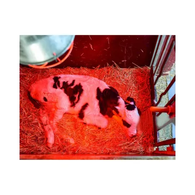 kümes ısıtma ampulü kümes hayvanları için ısıtma lambası