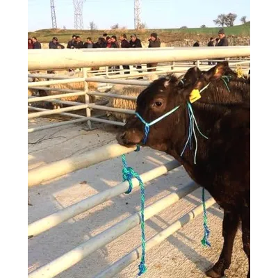 Hayvan Kontrol Ürünleri – modernciftlik.com