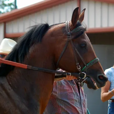 Halkalı Acı Damak Kantarma At Malzemeleri Farmena satın al