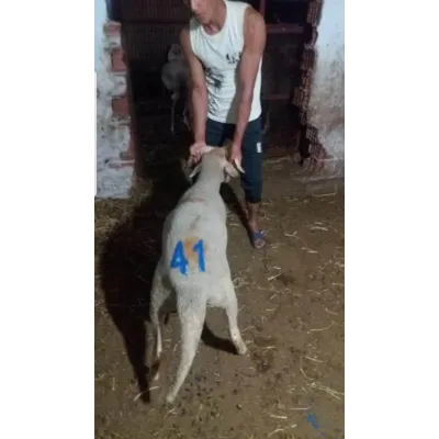 Animal herd tracking and identification numbering system