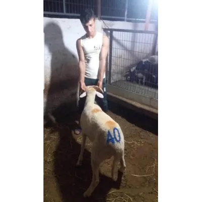 Ahşap Saplı Küçükbaş Numara Damga Seti 8 cm Küpeler ve işaretleme Ekipmanları Farmena satın al