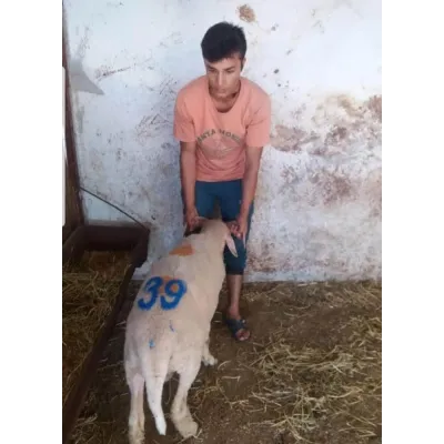 Ahşap Saplı Küçükbaş Numara Damga Seti 8 cm Küpeler ve işaretleme Ekipmanları Farmena satın al