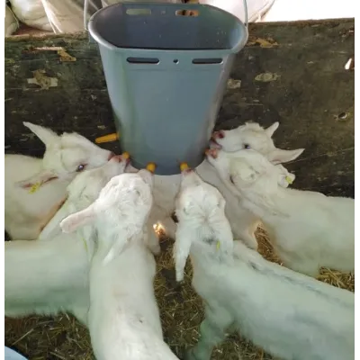 6 Yuvalı Uşaq Quzu Vedrəsi