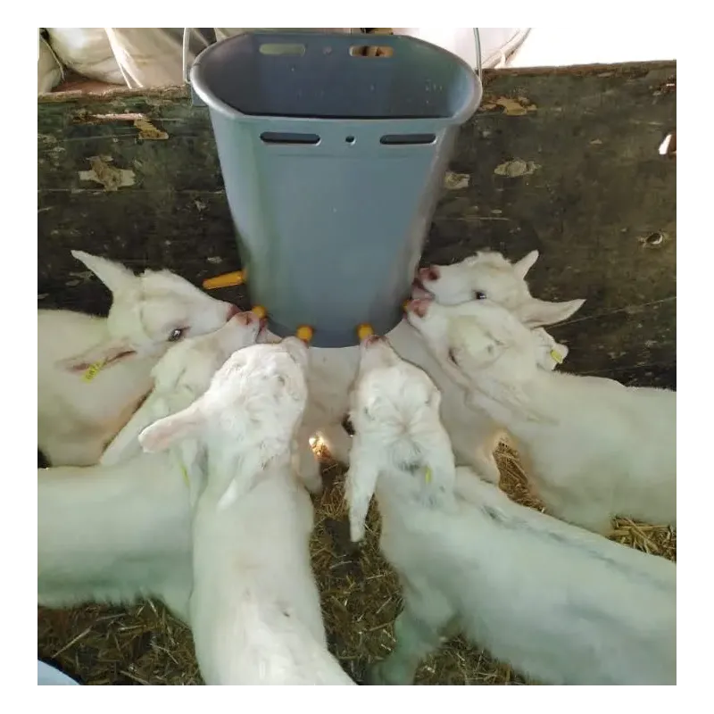 6-Nested Kid Lamb Bucket