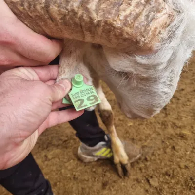 Küçükbas Kulak Küpesi Metal Uçlu - Hemen Satin Al! | Modern Çiftlik