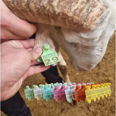 Xırdabuynuzlu heyvanların qulaq damğası, metal ucluqlu qoyun və keçi identifikasiya cihazı.