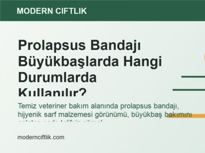 Prolapsus Bandajı Büyükbaşlarda Hangi Durumlarda Kullanılır?