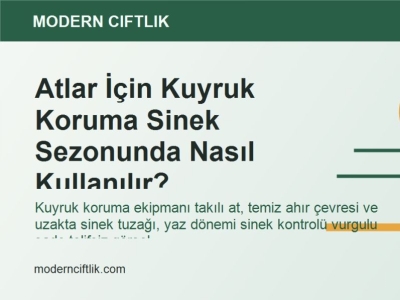 Atlar İçin Kuyruk Koruma Sinek Sezonunda Nasıl Kullanılır?