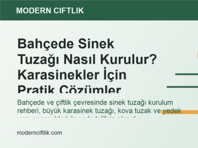 Bahçede Sinek Tuzağı Nasıl Kurulur? Karasinekler İçin Pratik Çözümler