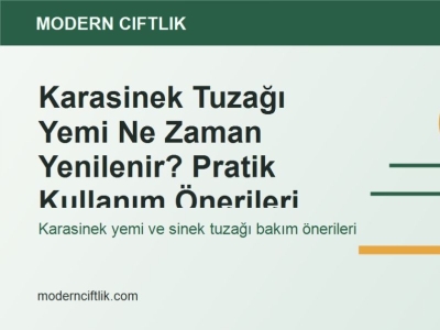 Karasinek Tuzağı Yemi Ne Zaman Yenilenir? Pratik Kullanım Önerileri