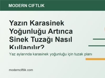 Yazın Karasinek Yoğunluğu Artınca Sinek Tuzağı Nasıl Kullanılır?