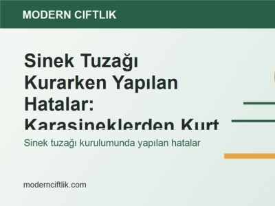 Sinek Tuzağı Kurarken Yapılan Hatalar: Karasineklerden Kurtulmak İçin Doğru Plan