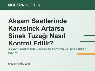Akşam Saatlerinde Karasinek Artarsa Sinek Tuzağı Nasıl Kontrol Edilir?