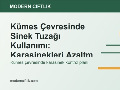 Kümes Çevresinde Sinek Tuzağı Kullanımı: Karasinekleri Azaltma Planı