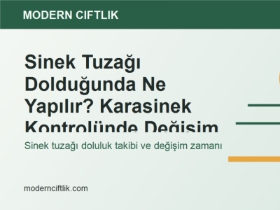 Sinek Tuzağı Dolduğunda Ne Yapılır? Karasinek Kontrolünde Değişim Zamanı