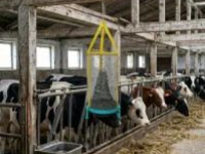Karasinek İle Mücadele: Etkili Çözüm Yöntemleri ve Doğal Uygulamalar