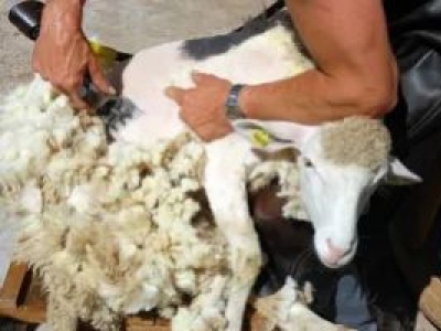Koyun ve Sığır Kırkma Rehberi: En Doğru Tıraş Makinesi ve Bıçak Nasıl Seçilir?