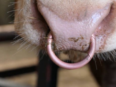 Hayvan Kontrol Ürünleri Büyükbaş ve Buzağı Yönetiminde Güvenli Çözümler