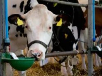 Büyükbaş Sulukları ve Yedek Parçaları: Çiftlik Sulama Sistemlerinde Verimlilik