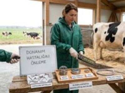 Çiftlik Hayvanlarında Donanım Hastalığı ve Rumen Mıknatısları ile Hayat Kurtaran