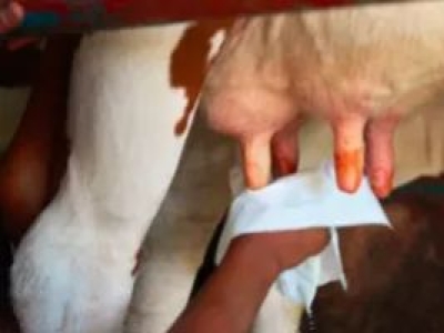 Çiftliklerde Meme Bakımı ve Sağım Hijyeni:Mastitis Riskini Azaltmanın Yolları