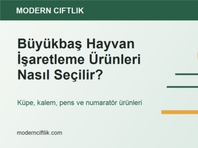 Büyükbaş Hayvan İşaretleme Ürünleri Nasıl Seçilir?
