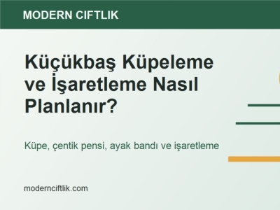 Küçükbaş Küpeleme ve İşaretleme Nasıl Planlanır?